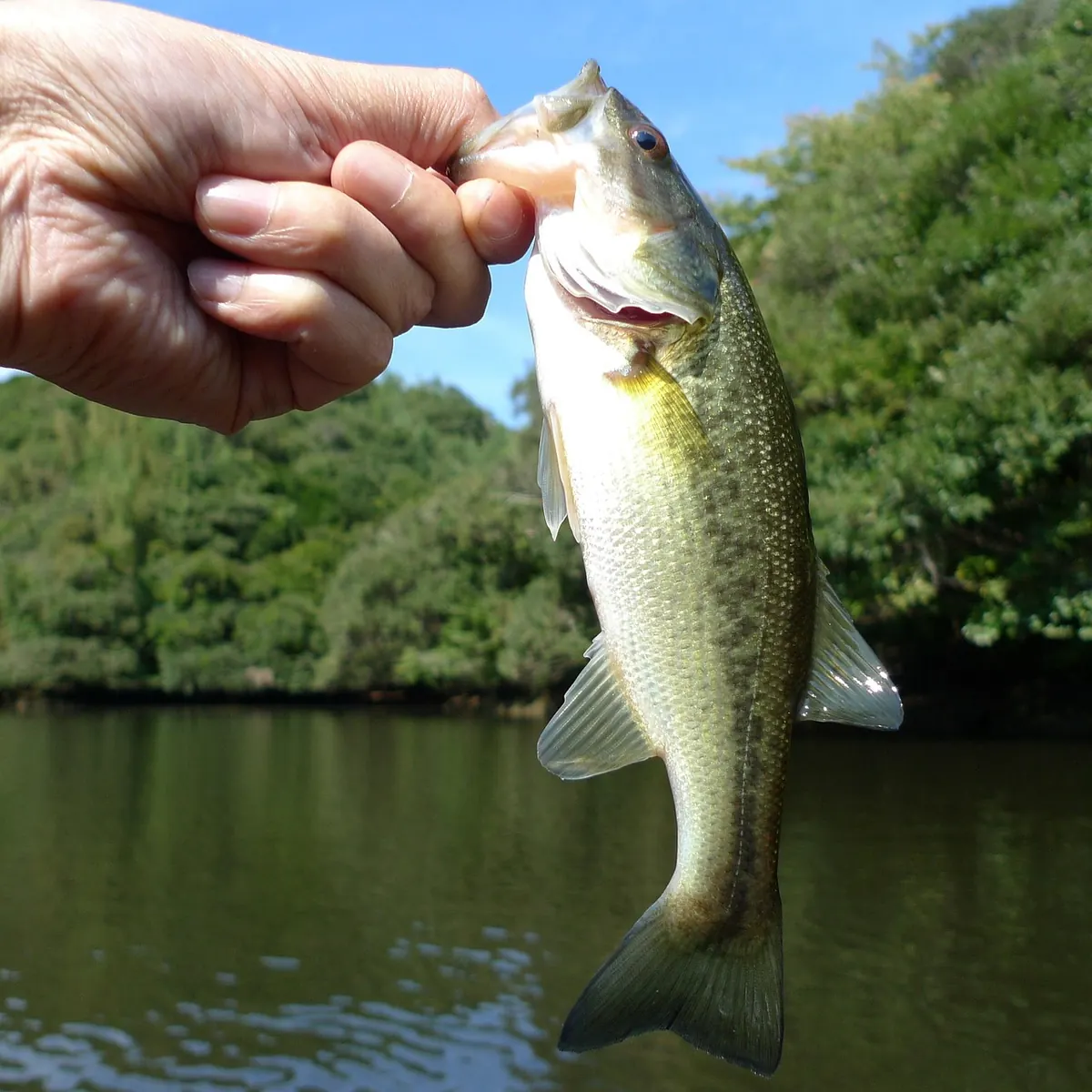 What Is Phishing? A Plain-English Explainer for Employees